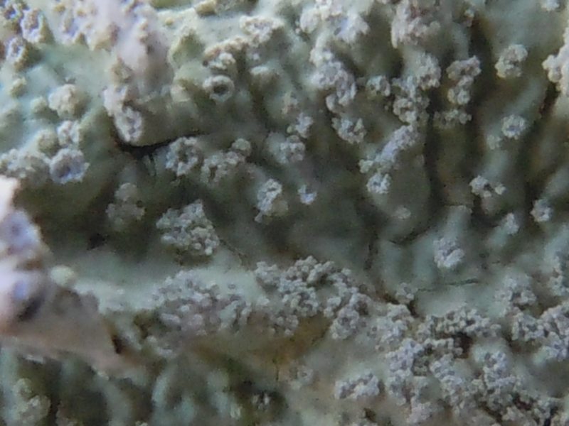 ...dalle dune di Porto Liscia (Santa Teresa Gallura)  2